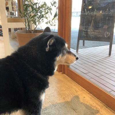 最近のもも ☆