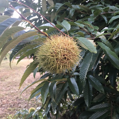栗の季節