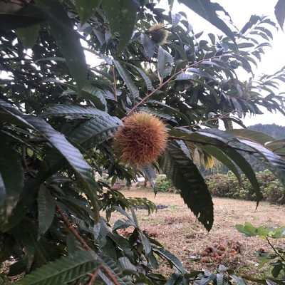 栗の季節