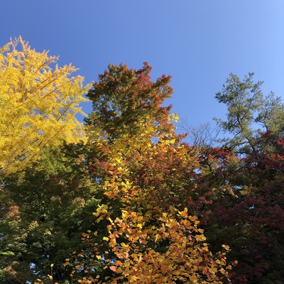 城山公園の紅葉も見頃です。