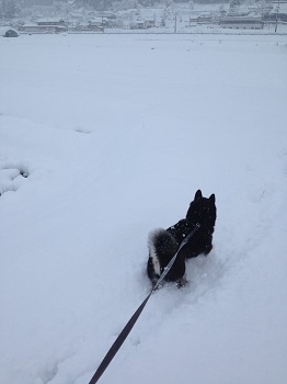 雪の中のもも