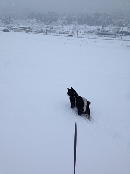 雪の中のもも