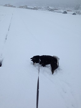 雪の中のもも