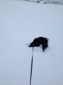 雪の中のもも