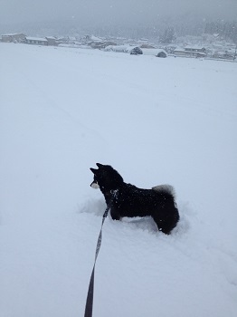雪の中のもも