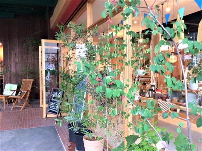 Codachiの木々のこと