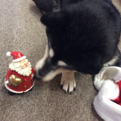 クリスマスの恒例？のももサンタ ♫