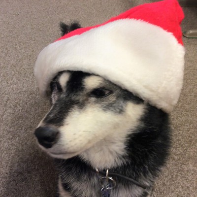 クリスマスの恒例？のももサンタ ♫
