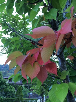 桜の葉が色づいています。