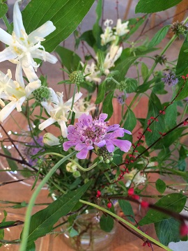 秋の草花