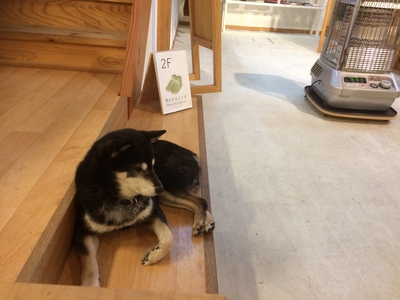 看板犬のもも