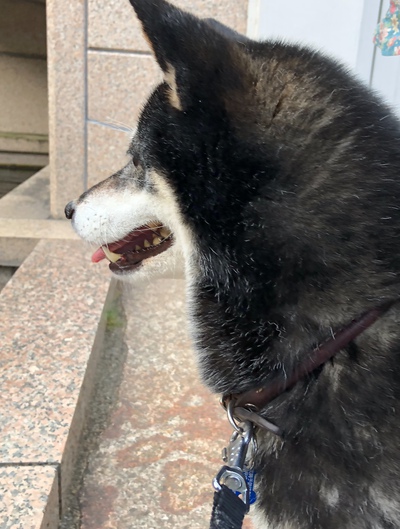 久しぶりのももです。