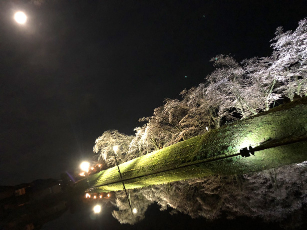 飛騨市の桜 御所桜が凄い!水田に反射
