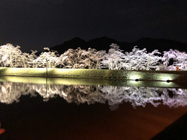 飛騨市の桜 御所桜が凄い!水田に反射