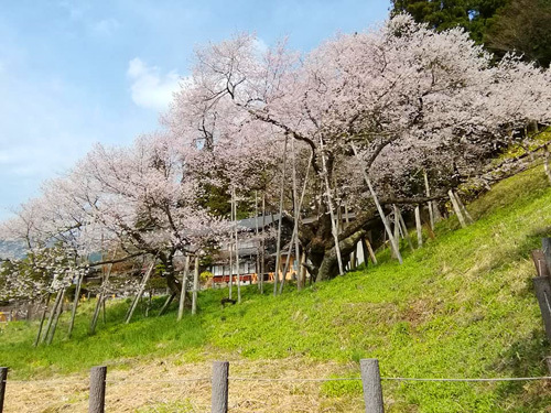臥龍桜というキセキ。