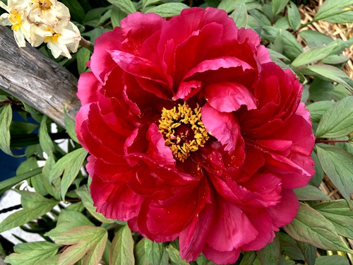 飛騨の花追いウォーキング ５日目 牡丹
