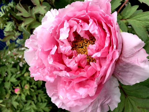 飛騨の花追いウォーキング ５日目 牡丹