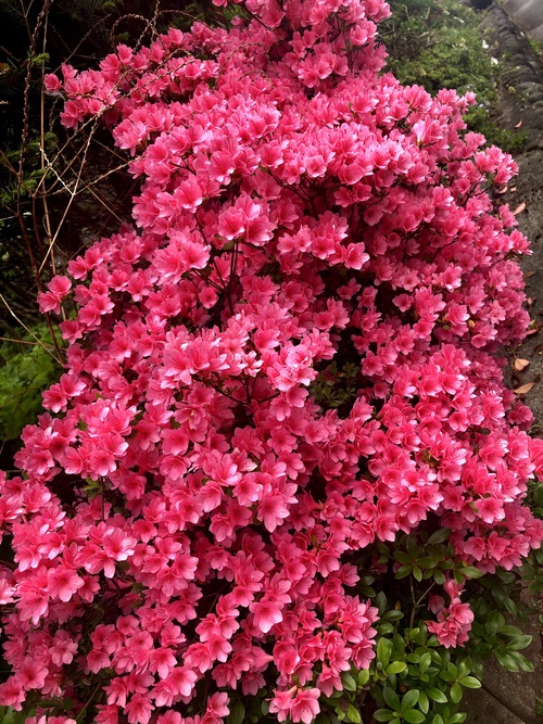 花追いウォーキング ツツジとサツキの見分け方 ひだほっ ぶろぐ