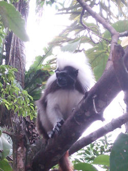 シンガポール動物園