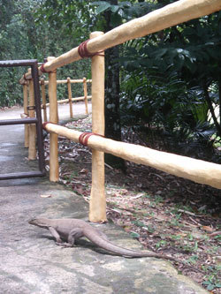 シンガポール動物園