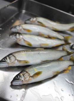 カエル岩と鮎の友釣り