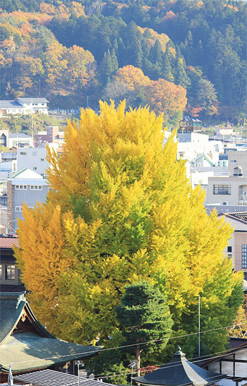 森の指揮者と紅葉情報
