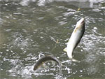 カエル岩と鮎の友釣り