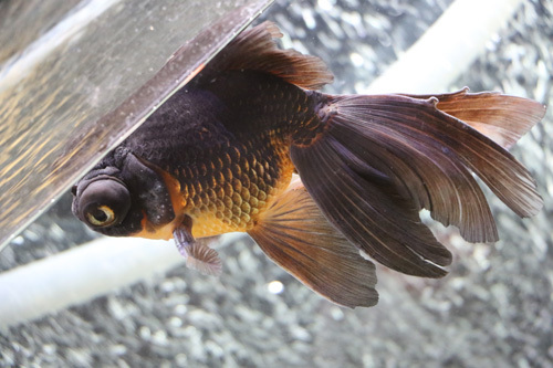 涼風♪ かわいい金魚達をぜひご覧ください♪
