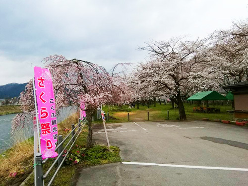 飛騨高山 桜情報!! 花粉なんて怖くない!!
