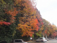 日枝神社の紅葉