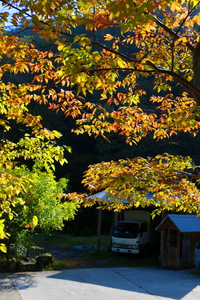 今朝の紅葉
