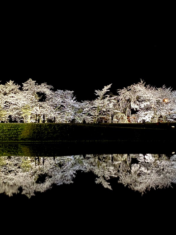 御所桜　満開