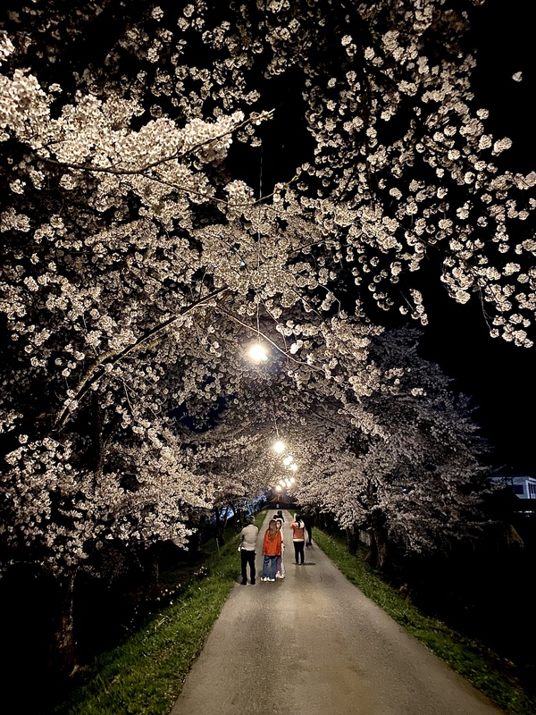 御所桜スタート