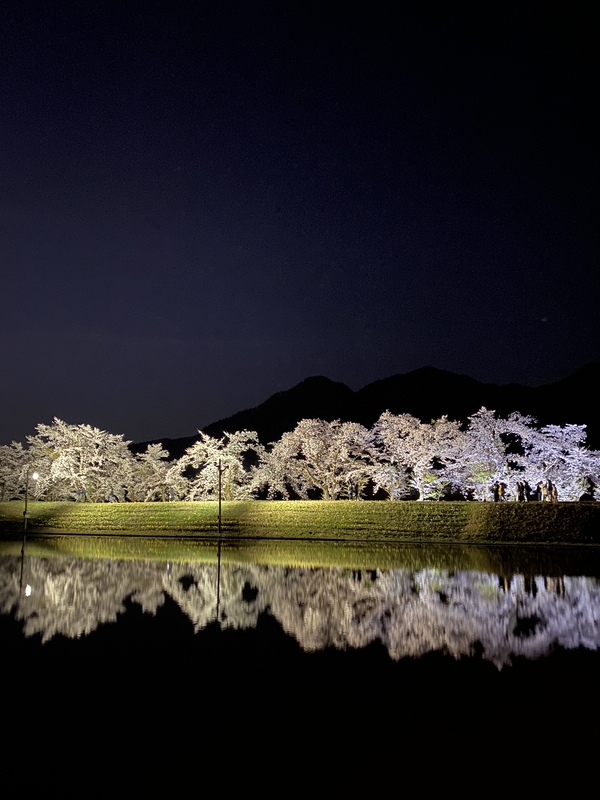 御所桜スタート