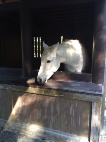 伊勢神宮へ 神馬に会えた 宝石やさんのキラキラ生活