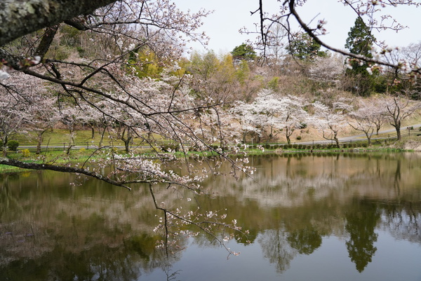 5月のお知らせ