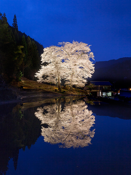 苗代桜のライトアップ撮影　岐阜県下呂市