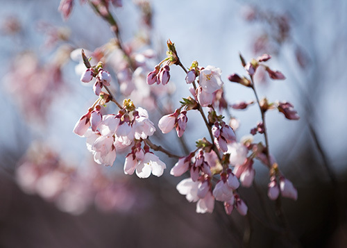 ★桜 開花★　飛騨高山の江名子川沿い