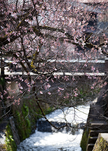 ★桜 開花★　飛騨高山の江名子川沿い