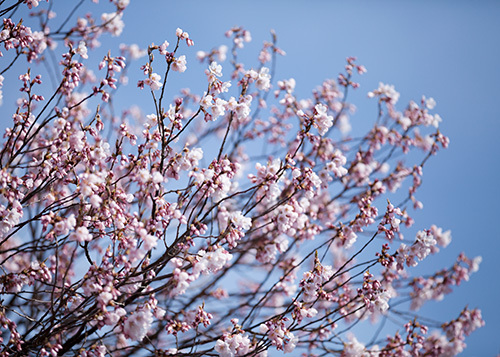 ★桜 開花★　飛騨高山の江名子川沿い