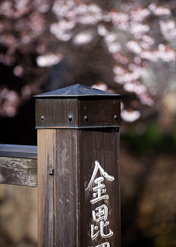 ★桜 開花★　飛騨高山の江名子川沿い