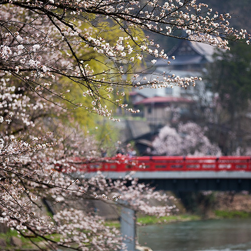 飛騨高山の桜が満開　今が見頃！