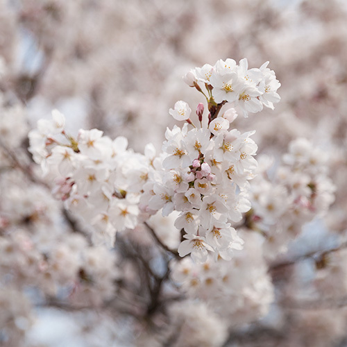 飛騨高山の桜が満開　今が見頃！