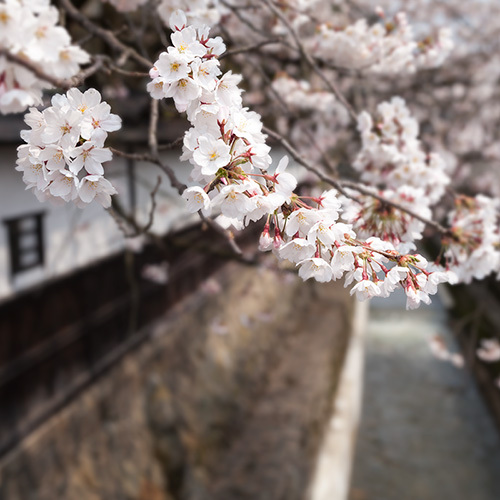 飛騨高山の桜が満開　今が見頃！