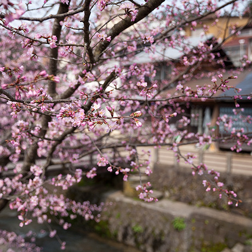 飛騨高山の桜が満開　今が見頃！