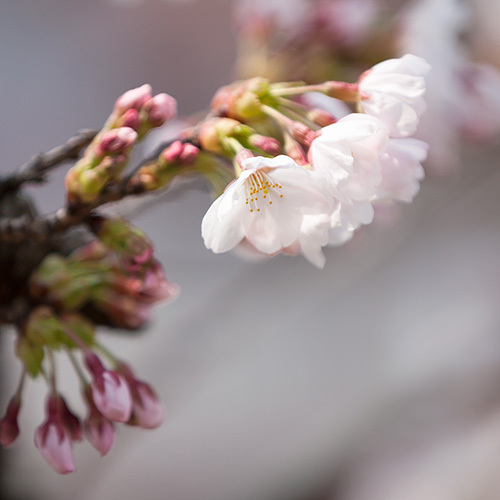 飛騨高山の桜が満開　今が見頃！