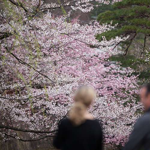 飛騨高山の桜が満開　今が見頃！