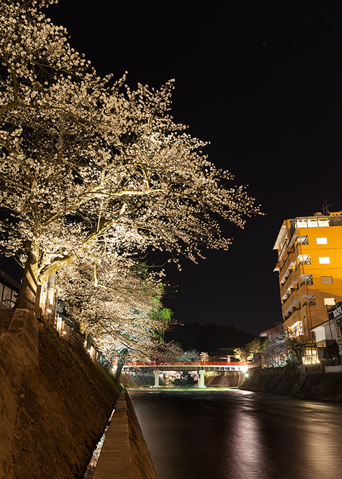満開夜桜ライトアップの撮影　飛騨高山　宮川中橋周辺