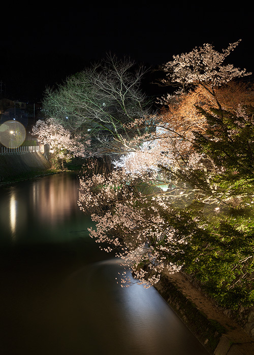 満開夜桜ライトアップの撮影　飛騨高山　宮川中橋周辺