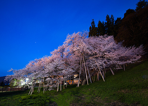 臥龍桜　満開夜桜の撮影　長時間露光　高山市一之宮町
